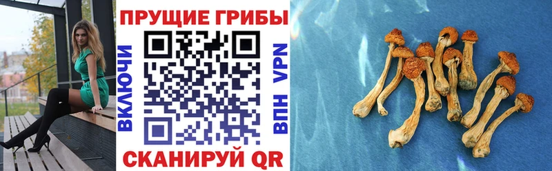 Купить закладки  Кимовск  Галлюциногенные грибы мицелий 